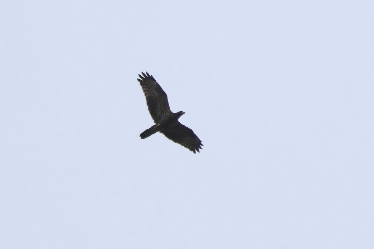 European Honey-buzzard - ML634227372