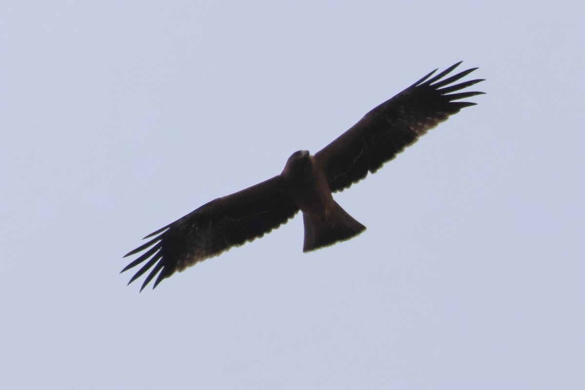 Booted Eagle - ML634227378