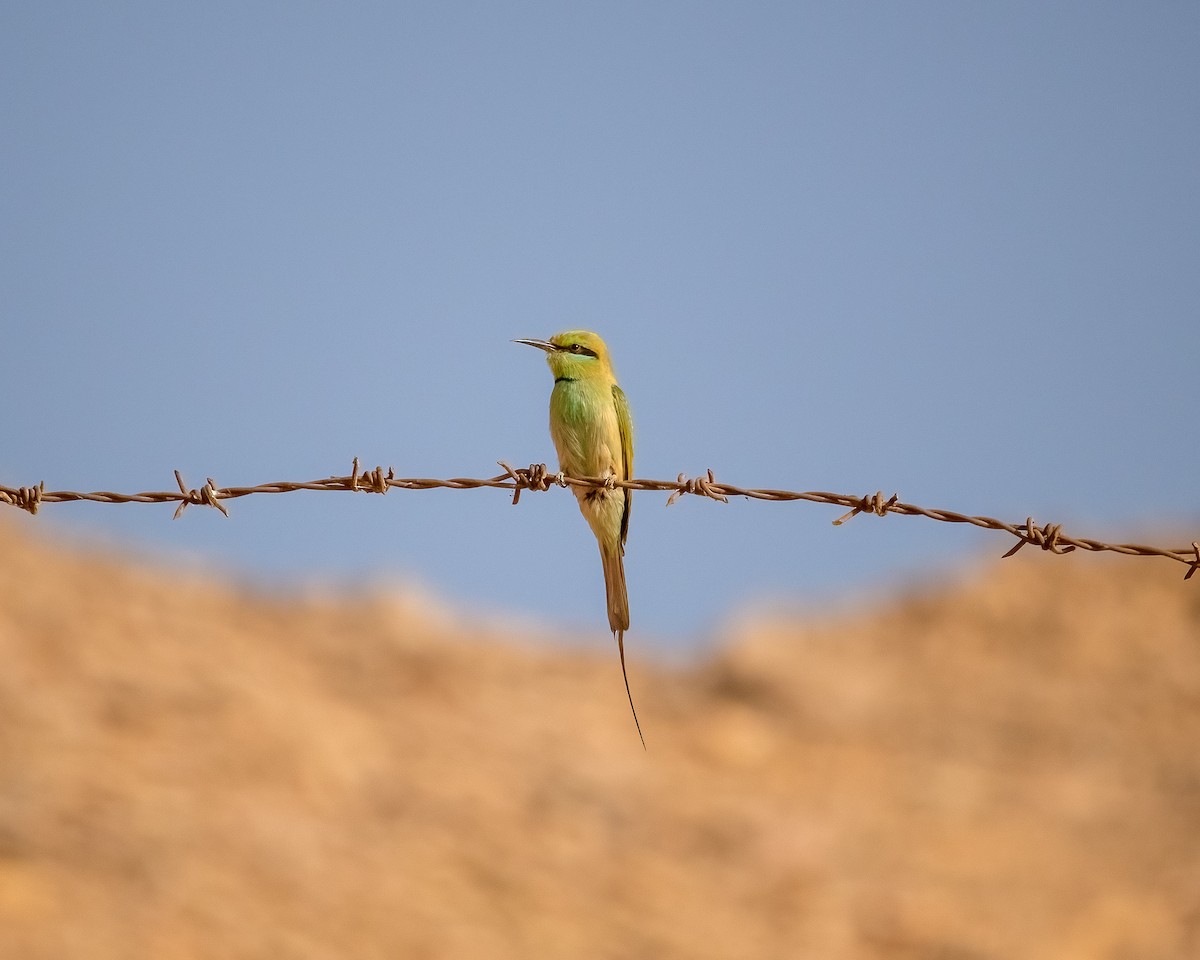 African Green Bee-eater - ML634227425