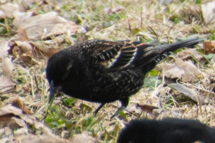 Red-winged Blackbird - ML634227459