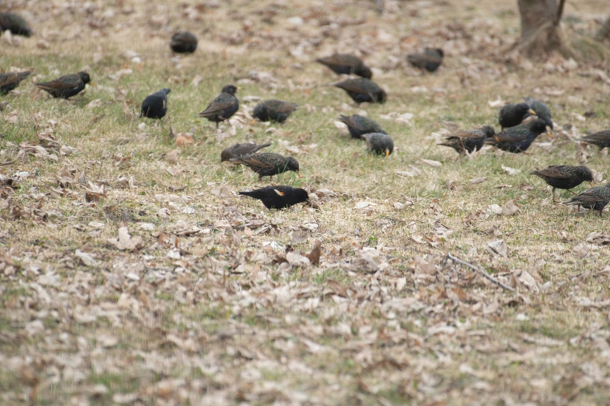 Red-winged Blackbird - ML634227461
