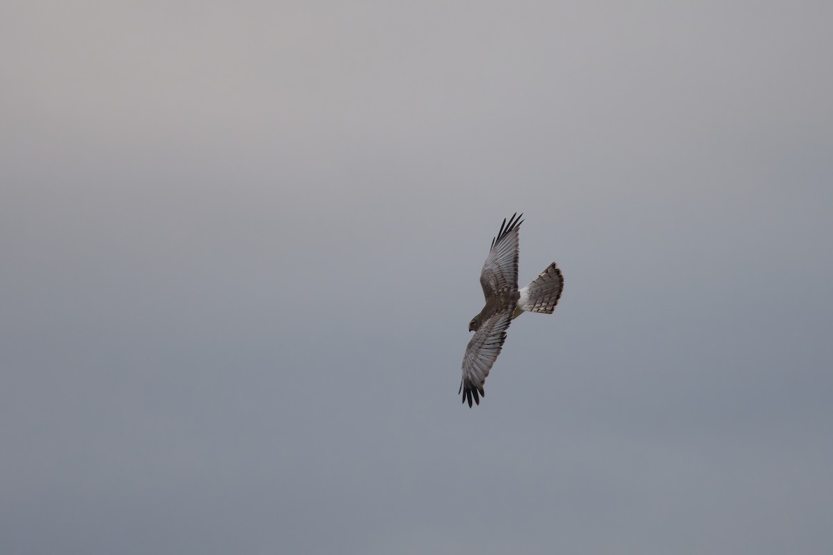 Northern Harrier - ML634227518