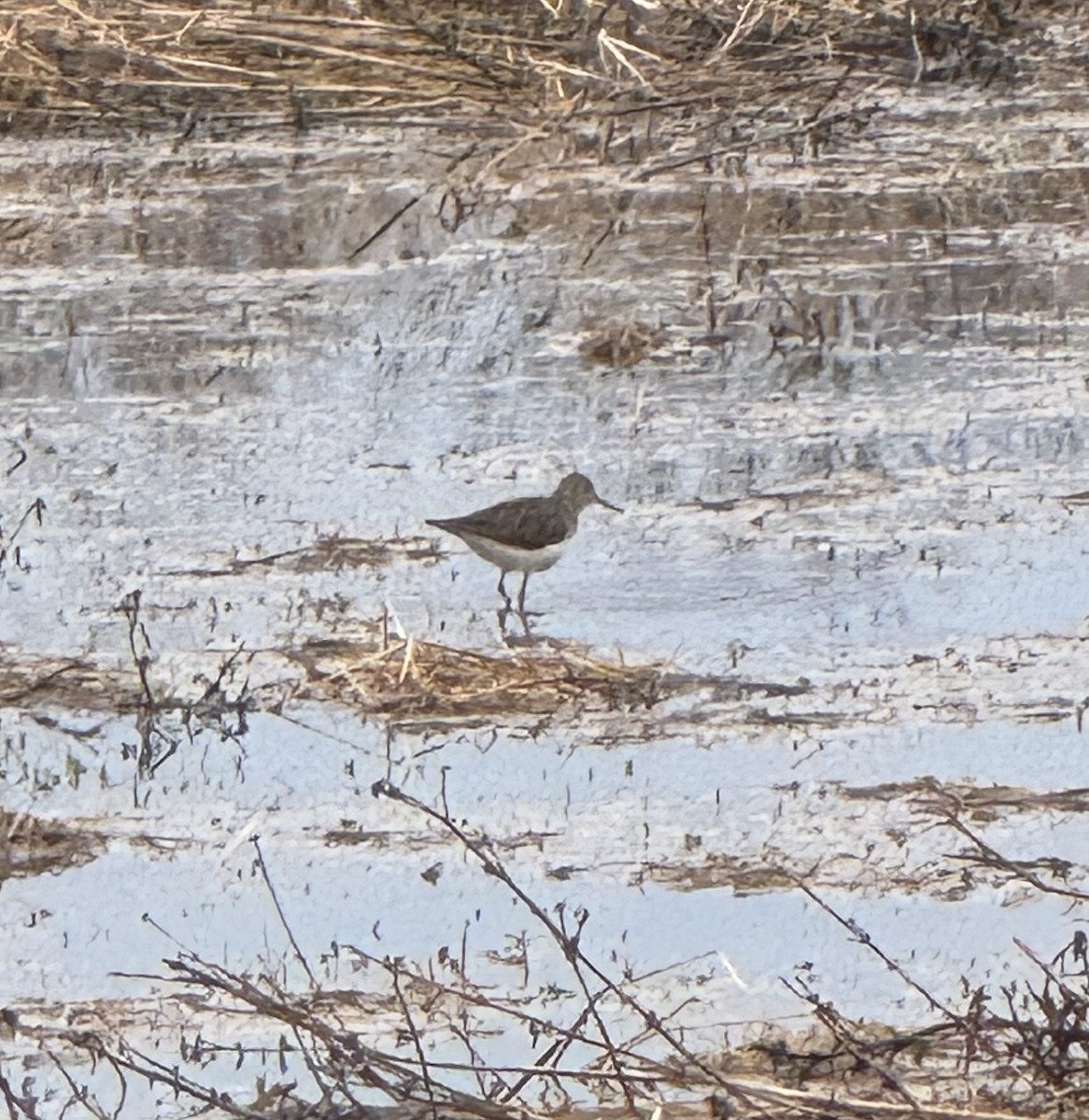 Solitary Sandpiper - ML634227597