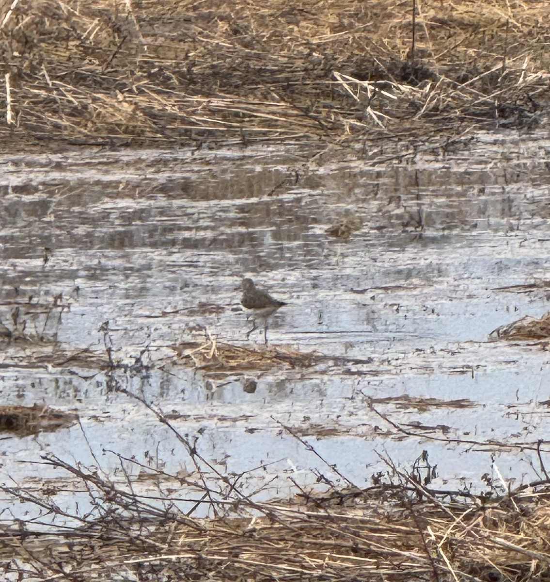 Solitary Sandpiper - ML634227599