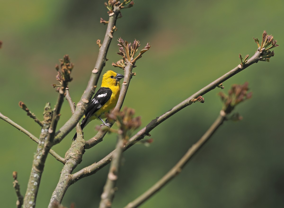 Golden Grosbeak - ML634227623