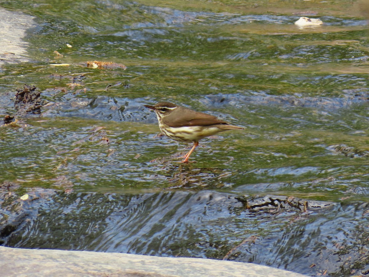 Louisiana Waterthrush - ML634227642