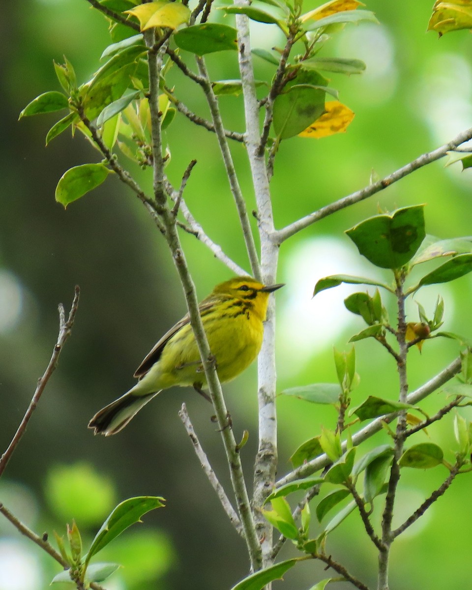Prairie Warbler - ML634227659