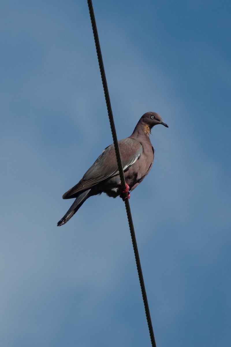 Plain Pigeon - ML634227738
