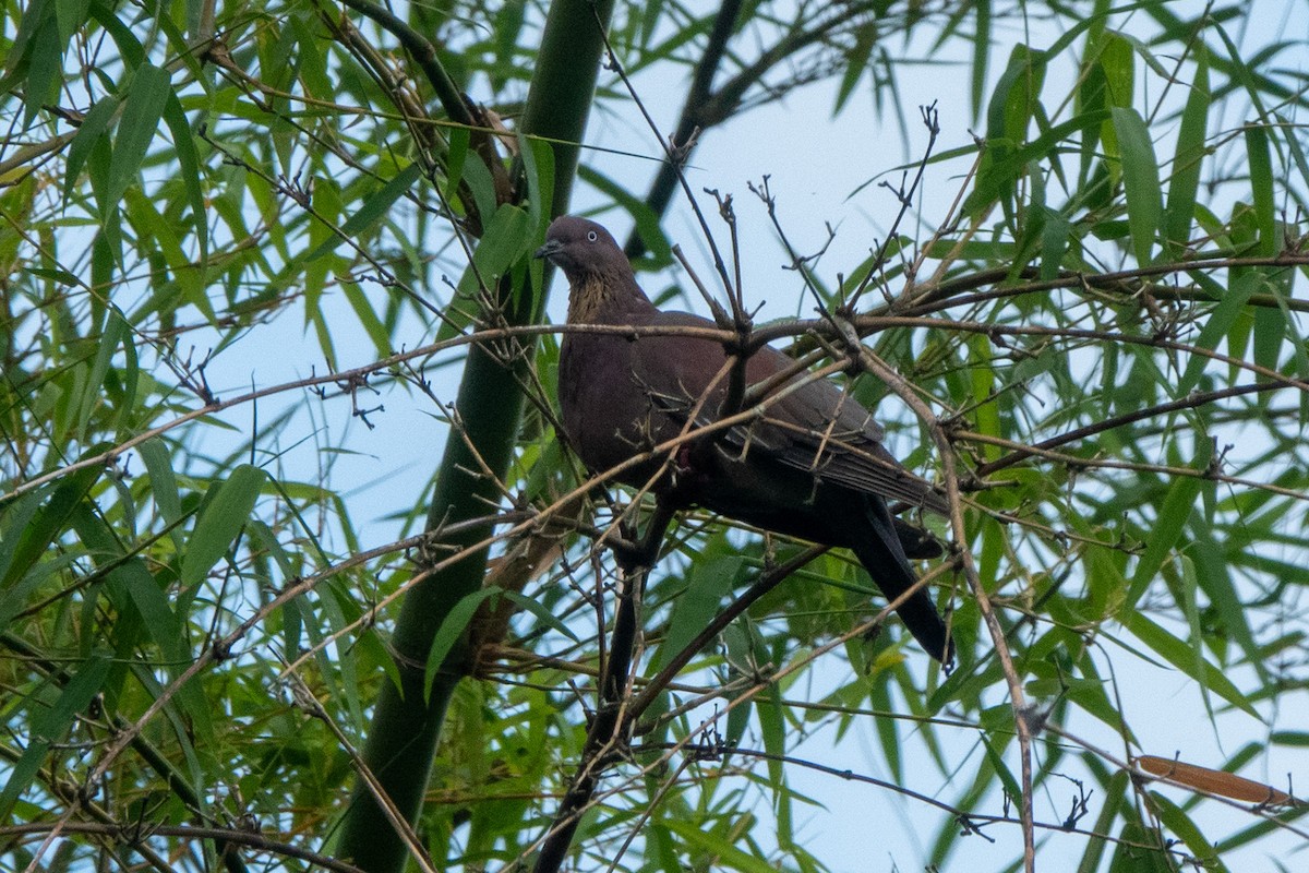 Plain Pigeon - ML634227739