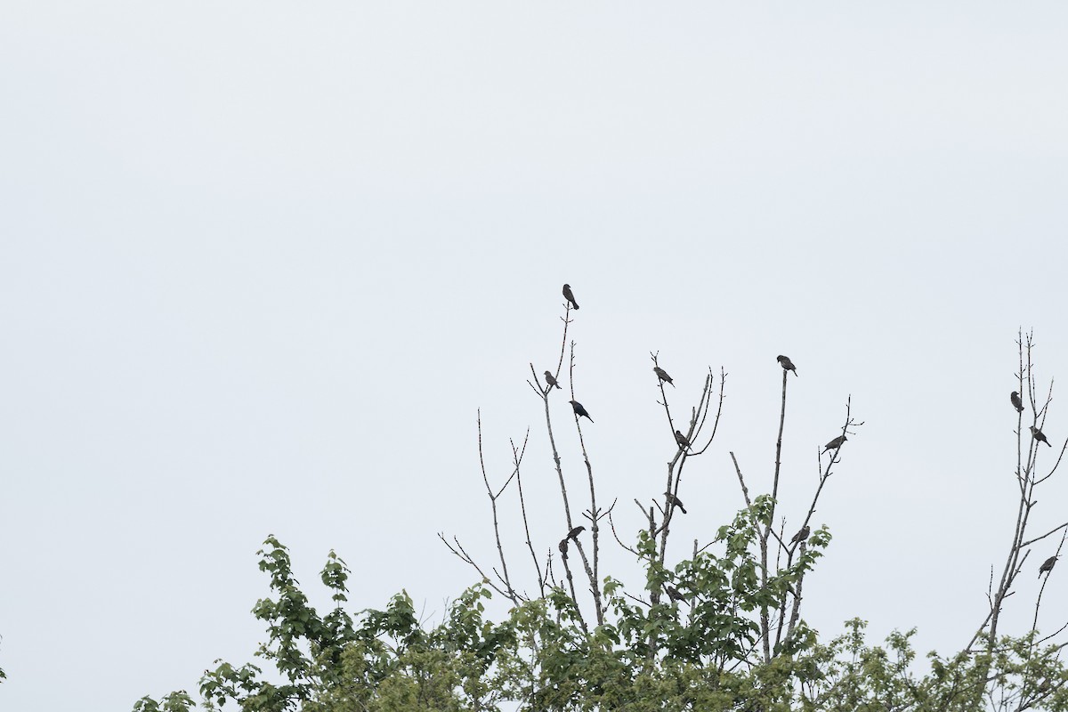 Red-winged Blackbird - ML634227740