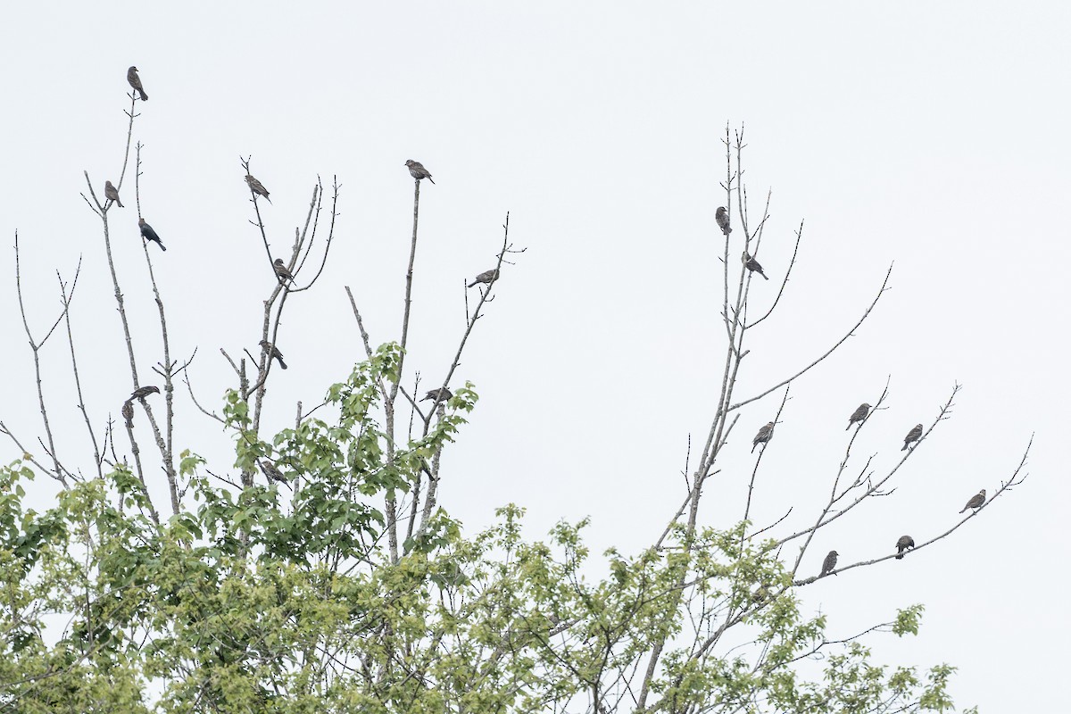 Red-winged Blackbird - ML634227741