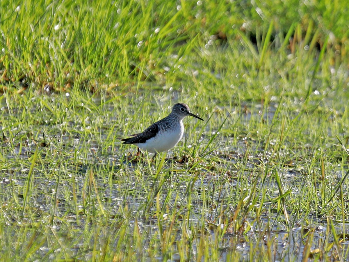 Solitary Sandpiper - ML634227803