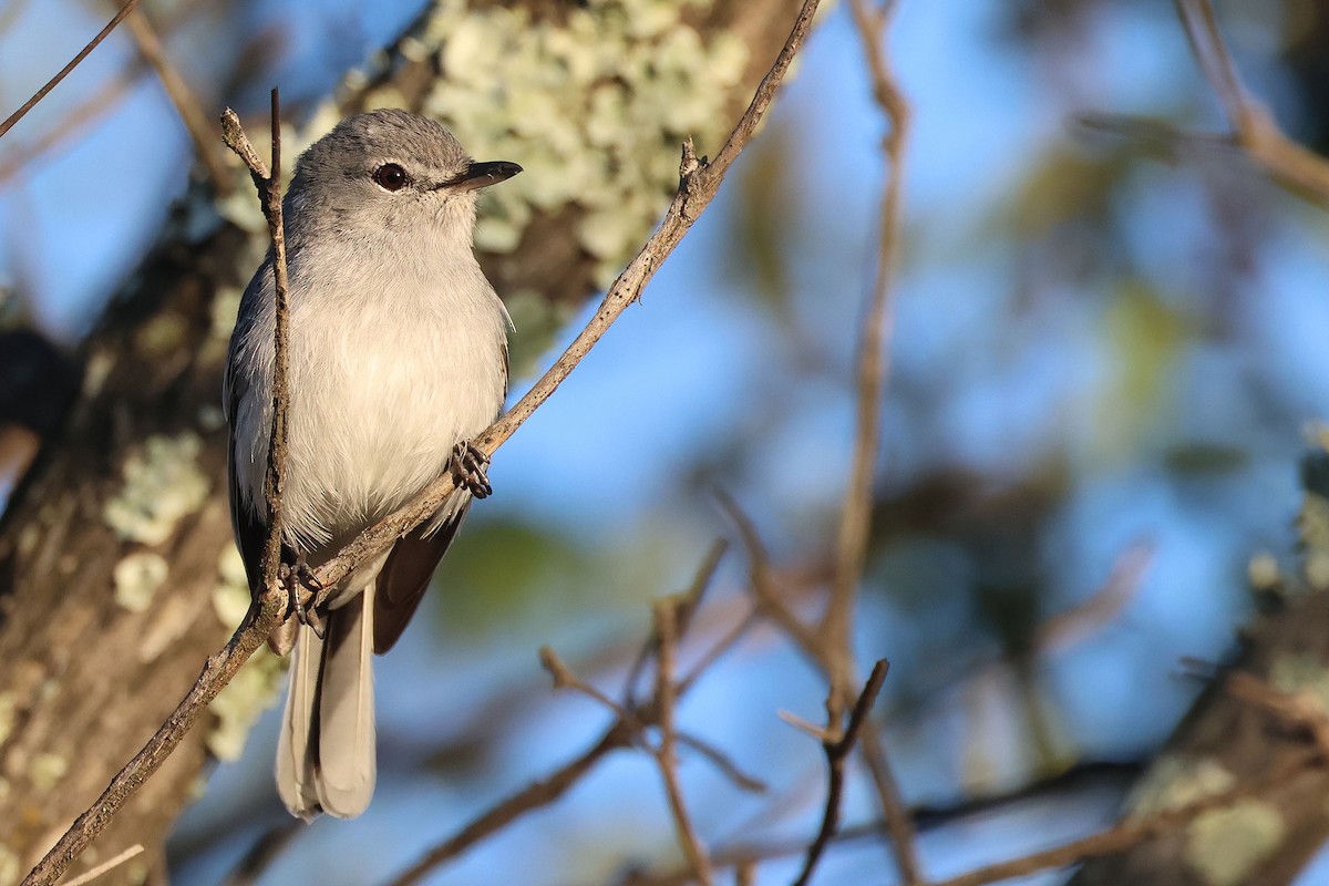 Gray Tit-Flycatcher - ML634227848