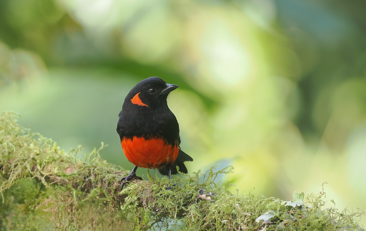 Scarlet-bellied Mountain Tanager - ML634227975
