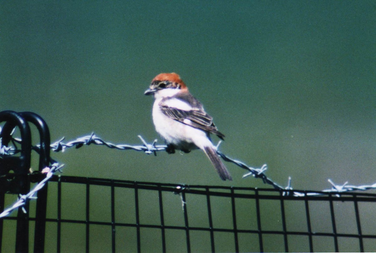Woodchat Shrike - ML634227977