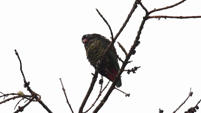 Red-billed Parrot - ML634228014