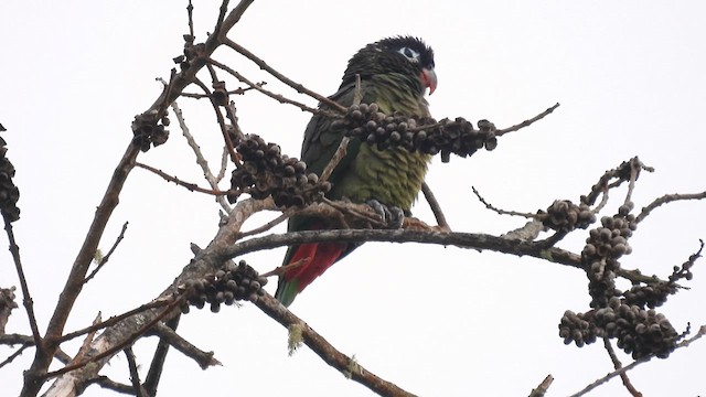 Red-billed Parrot - ML634228016