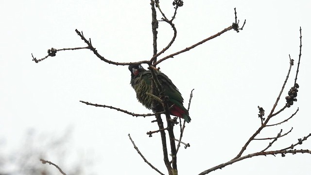 Red-billed Parrot - ML634228022