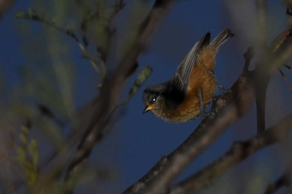 African Penduline-Tit (Buff-bellied) - ML634228045