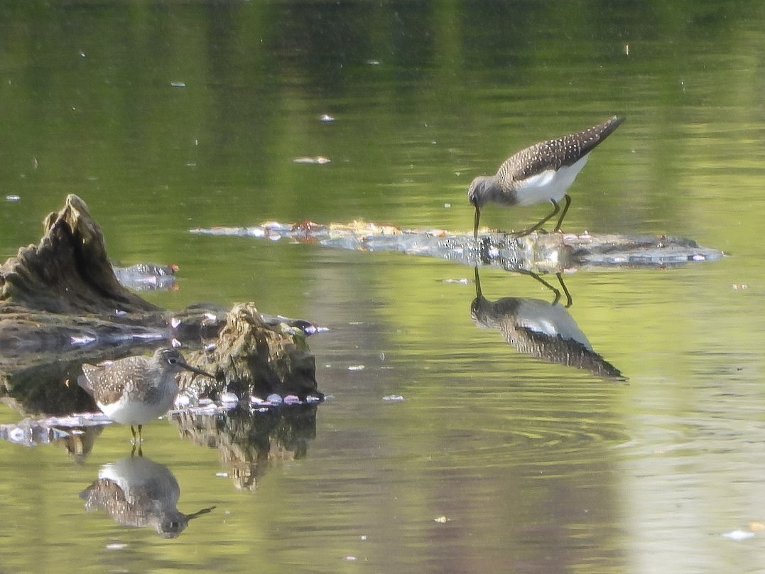 Solitary Sandpiper - ML634228087