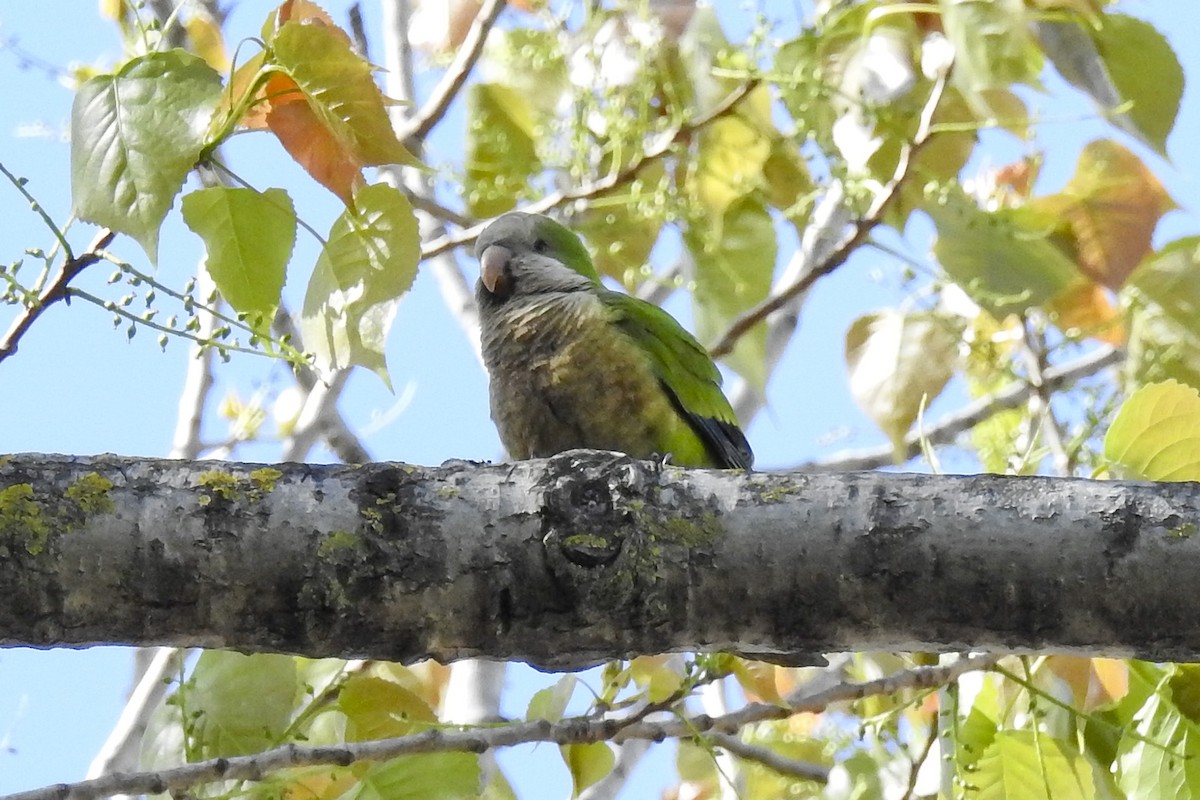 Monk Parakeet - ML634228128