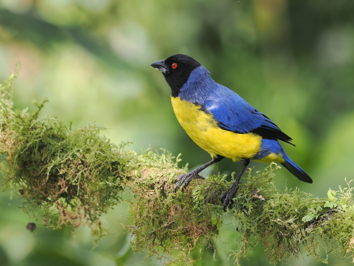 Hooded Mountain Tanager - ML634228225