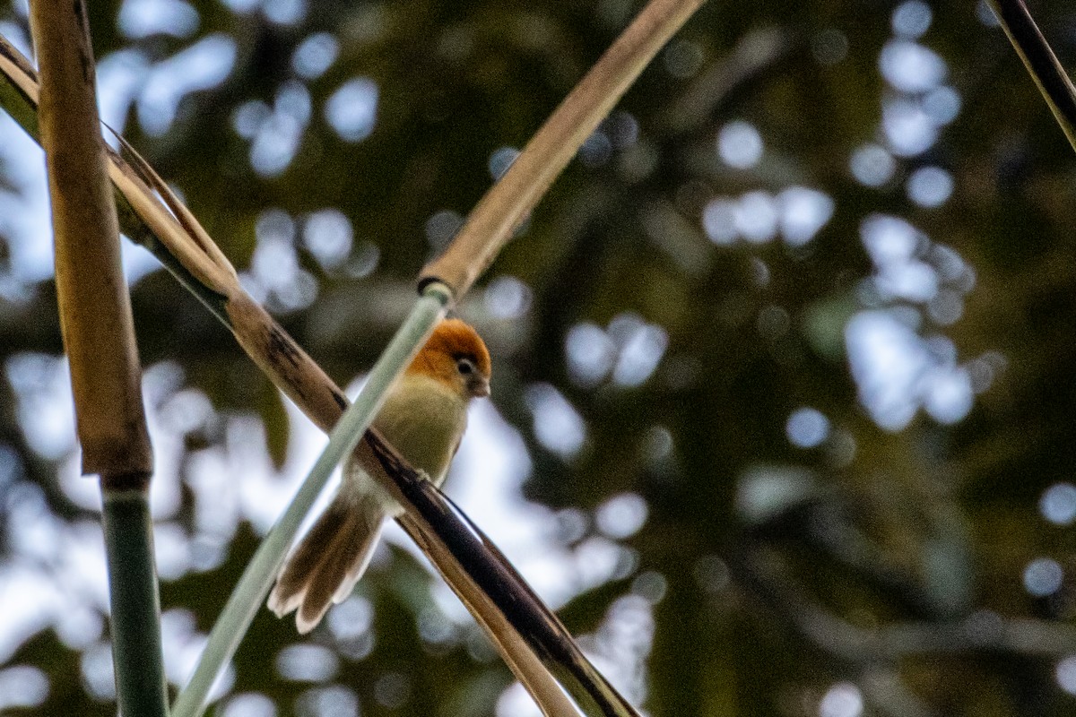 Rufous-headed Parrotbill - ML634228251