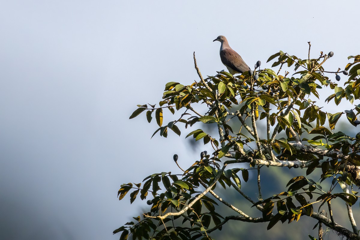 Mountain Imperial-Pigeon - ML634228271