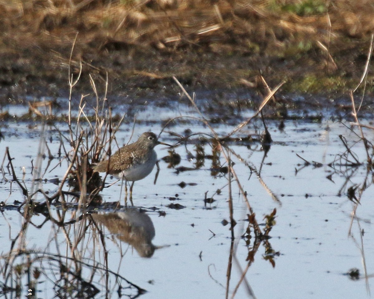 Solitary Sandpiper - ML634228436