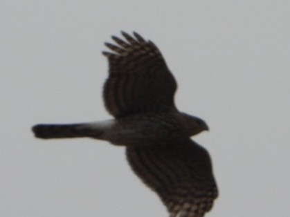 Cooper's Hawk - ML634228468