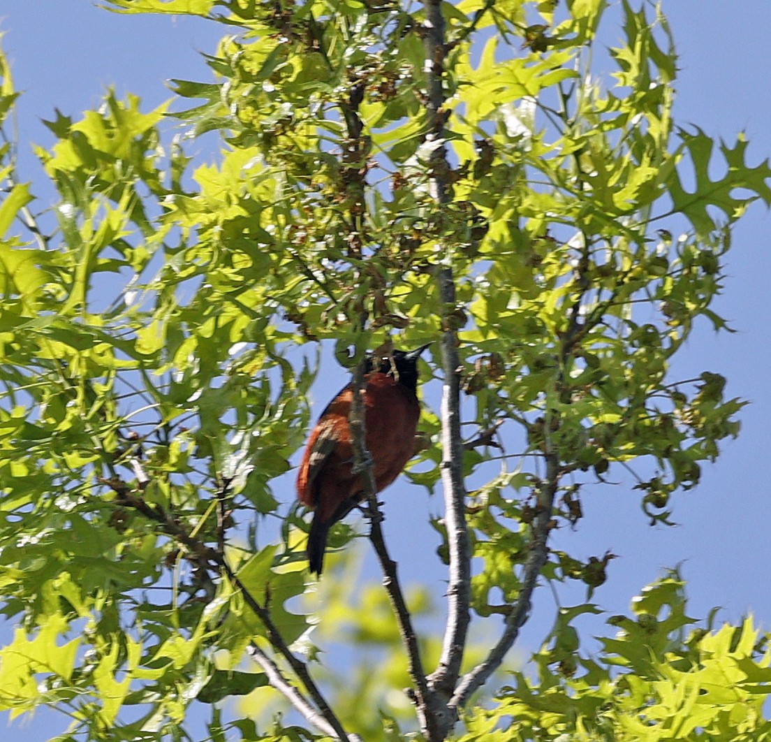 Orchard Oriole - ML634228479