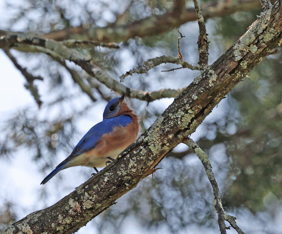 Eastern Bluebird - ML634228494
