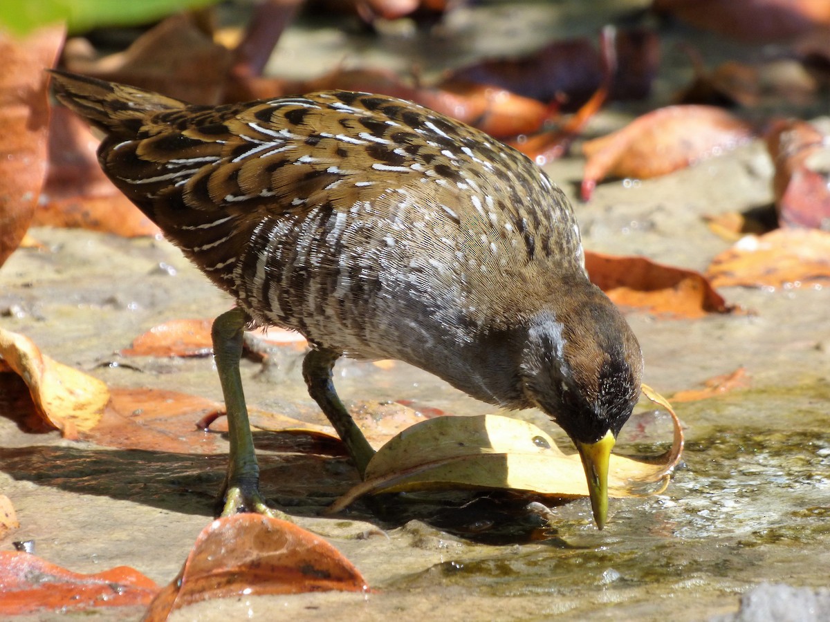 Polluela Sora - ML63422851