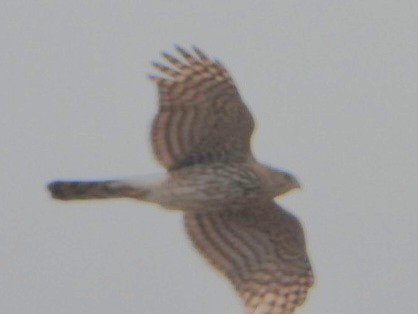 Cooper's Hawk - ML634228510