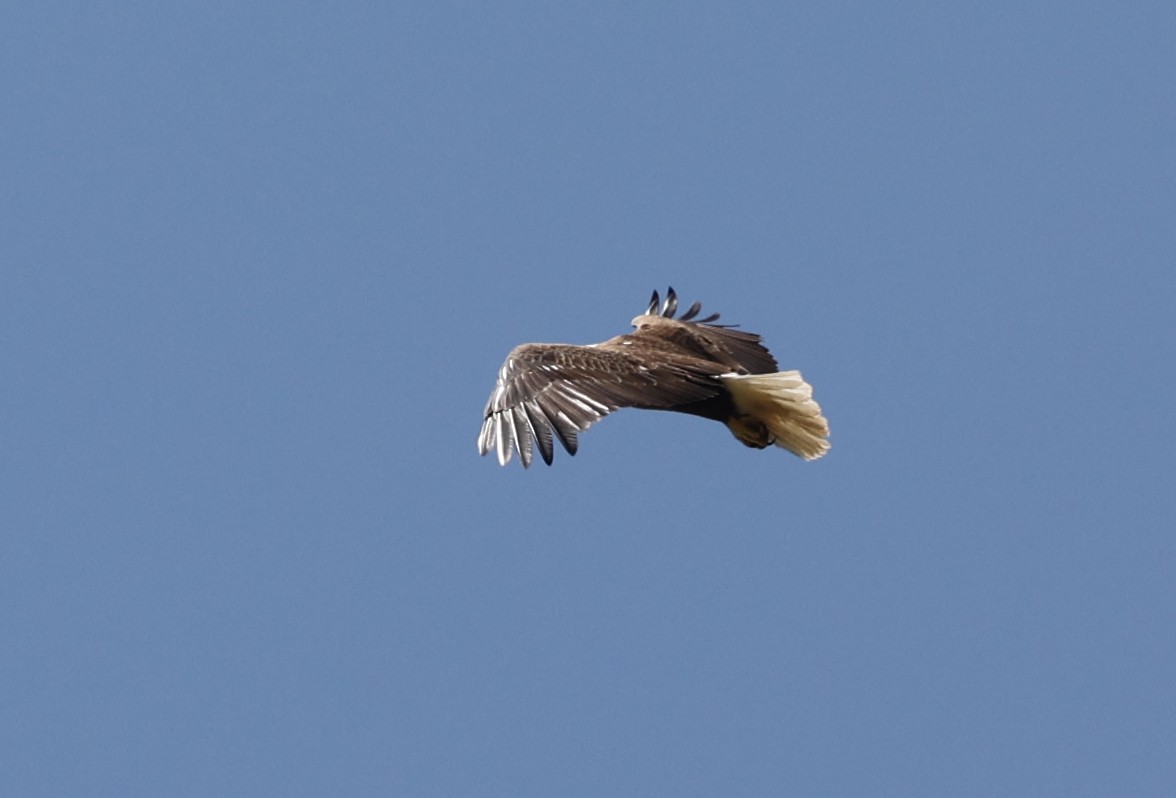 Bald Eagle - ML634228556