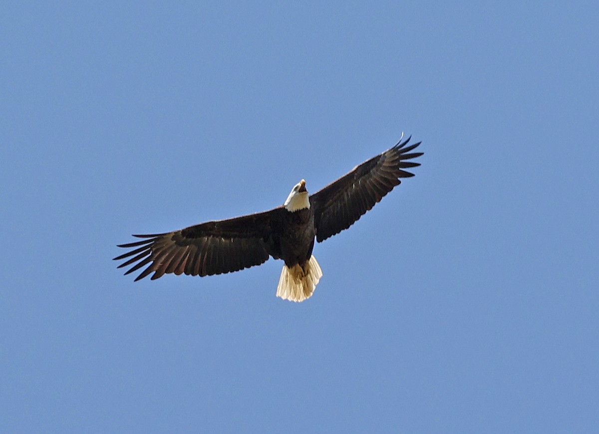 Bald Eagle - ML634228557