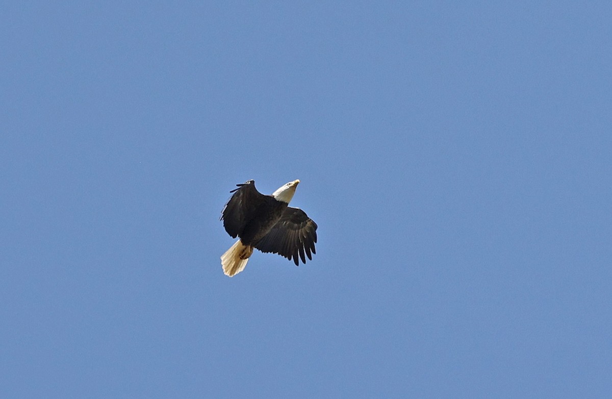 Bald Eagle - ML634228558