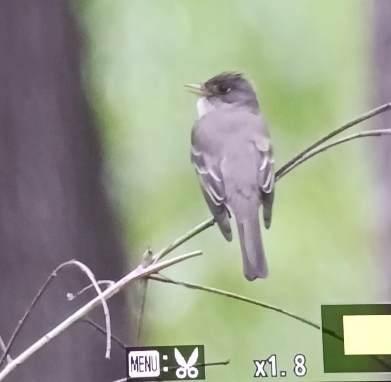 Eastern Wood-Pewee - ML634228587