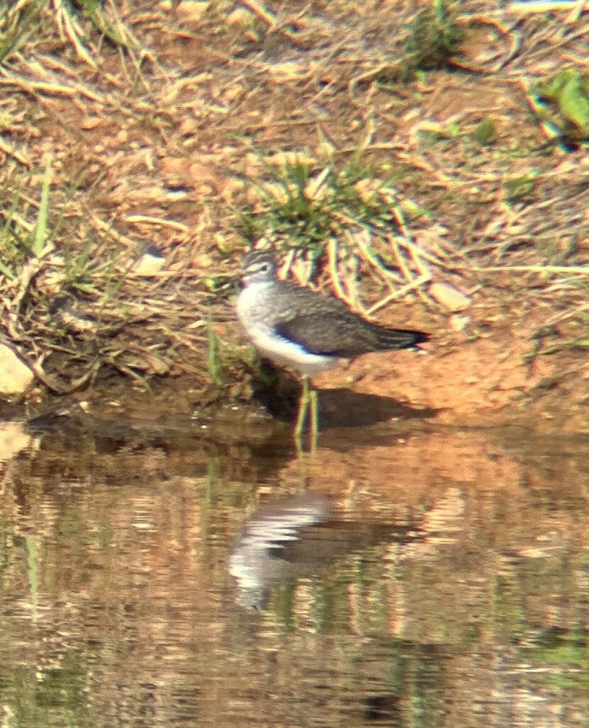 Solitary Sandpiper - ML634228599