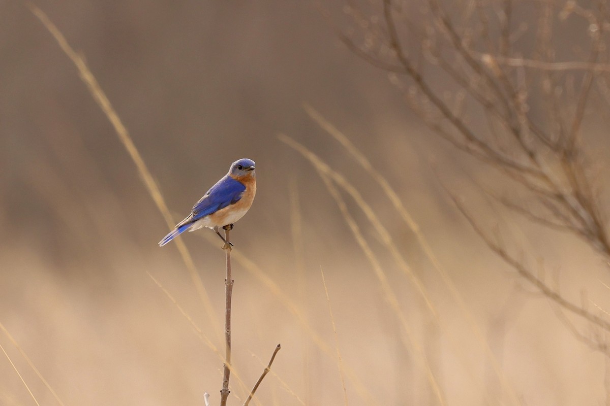 Eastern Bluebird - ML634228610
