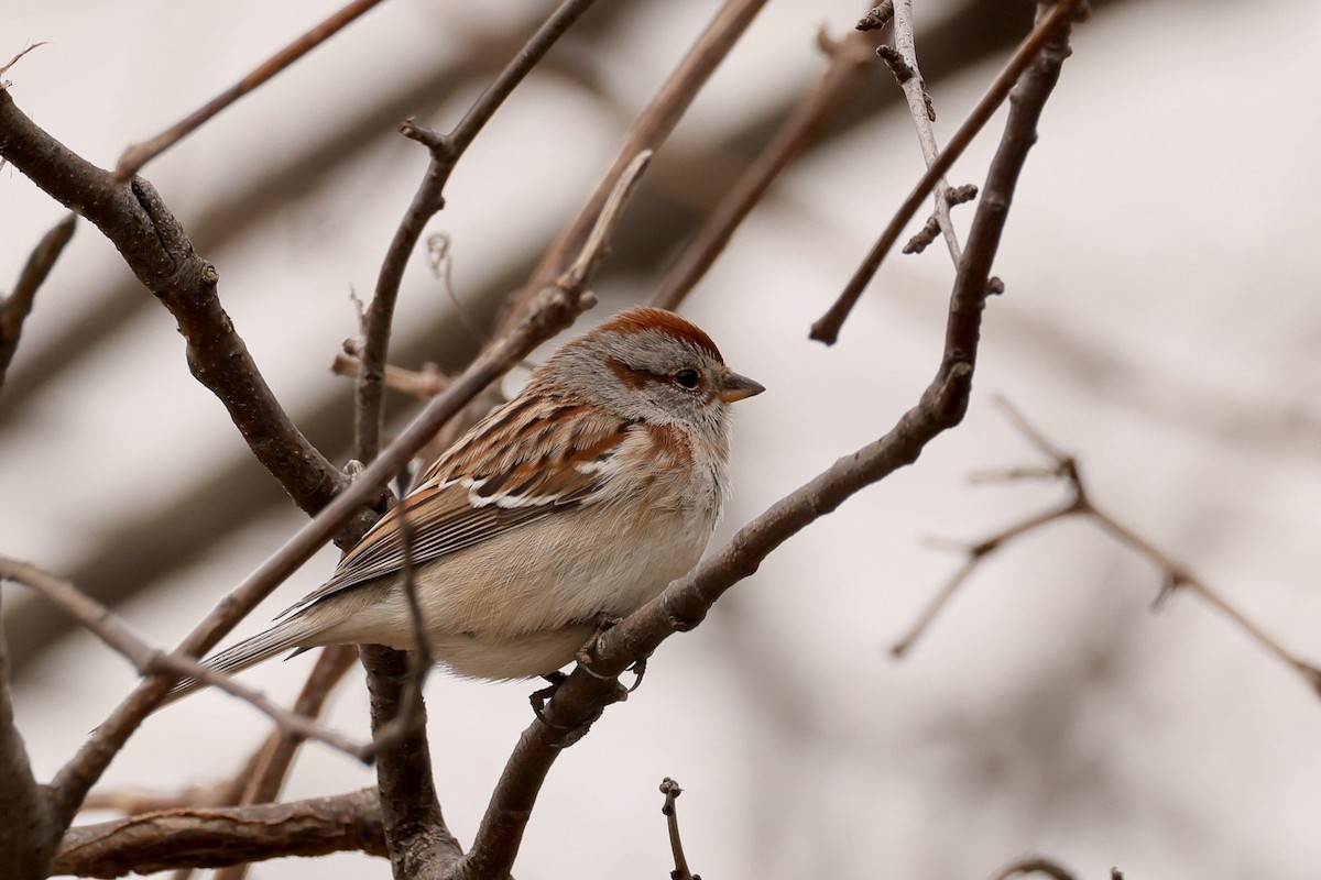 American Tree Sparrow - ML634228617