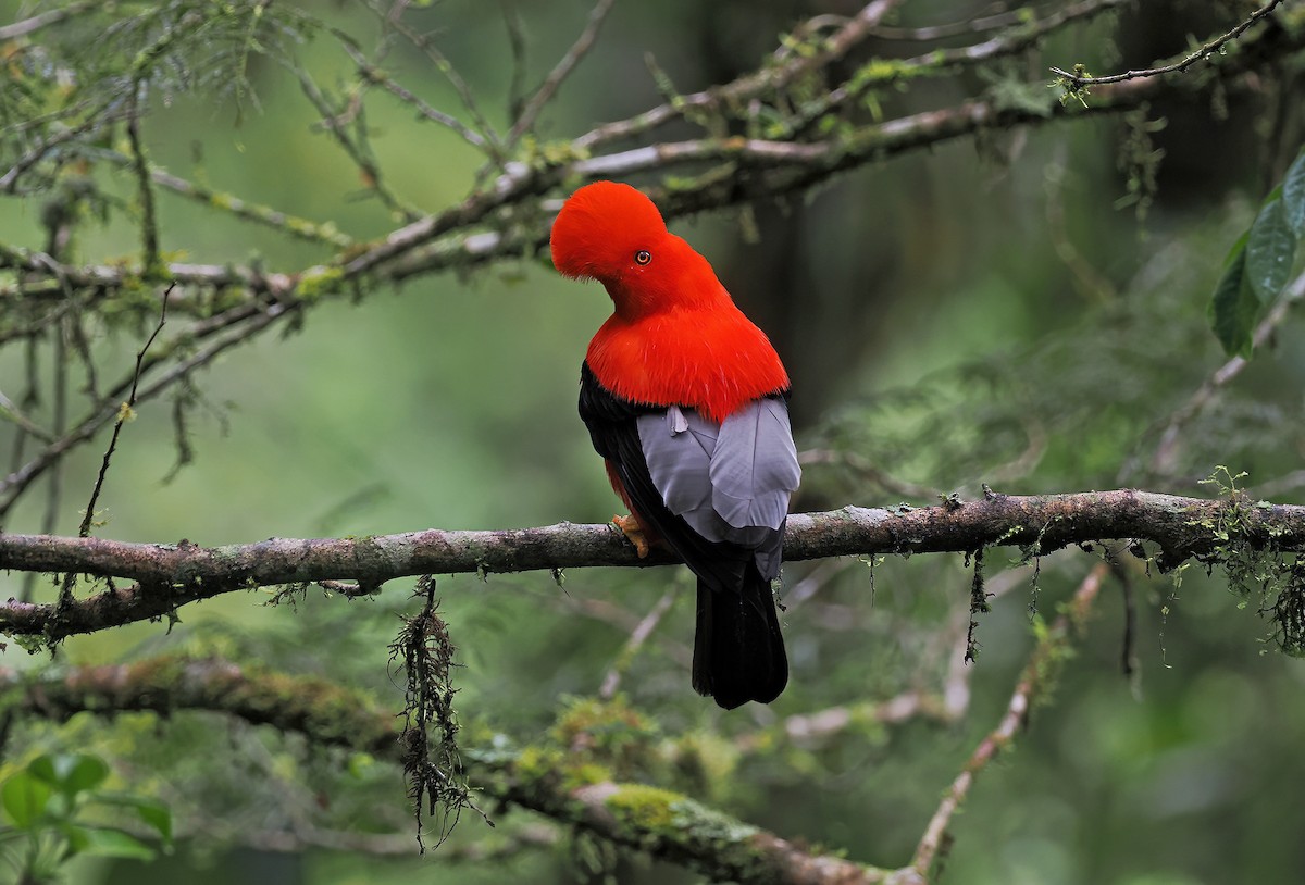 Andean Cock-of-the-rock - ML634228808