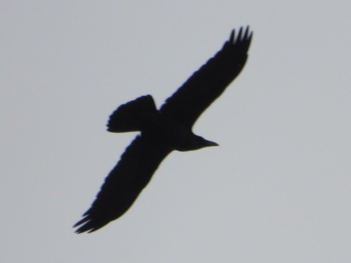Common Raven - ML634228811