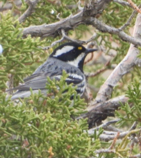 Black-throated Gray Warbler - ML634228827