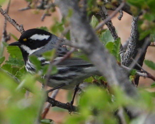Black-throated Gray Warbler - ML634228828