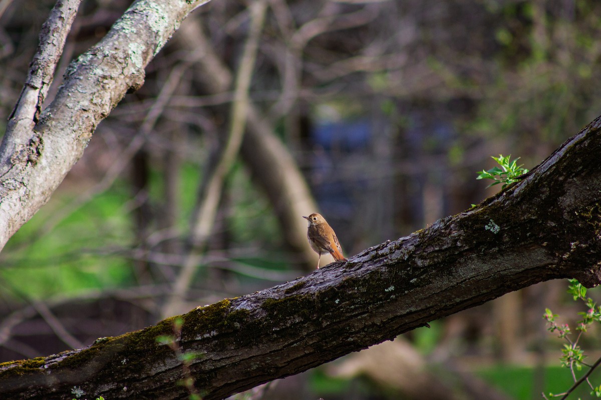 Hermit Thrush - ML634228844