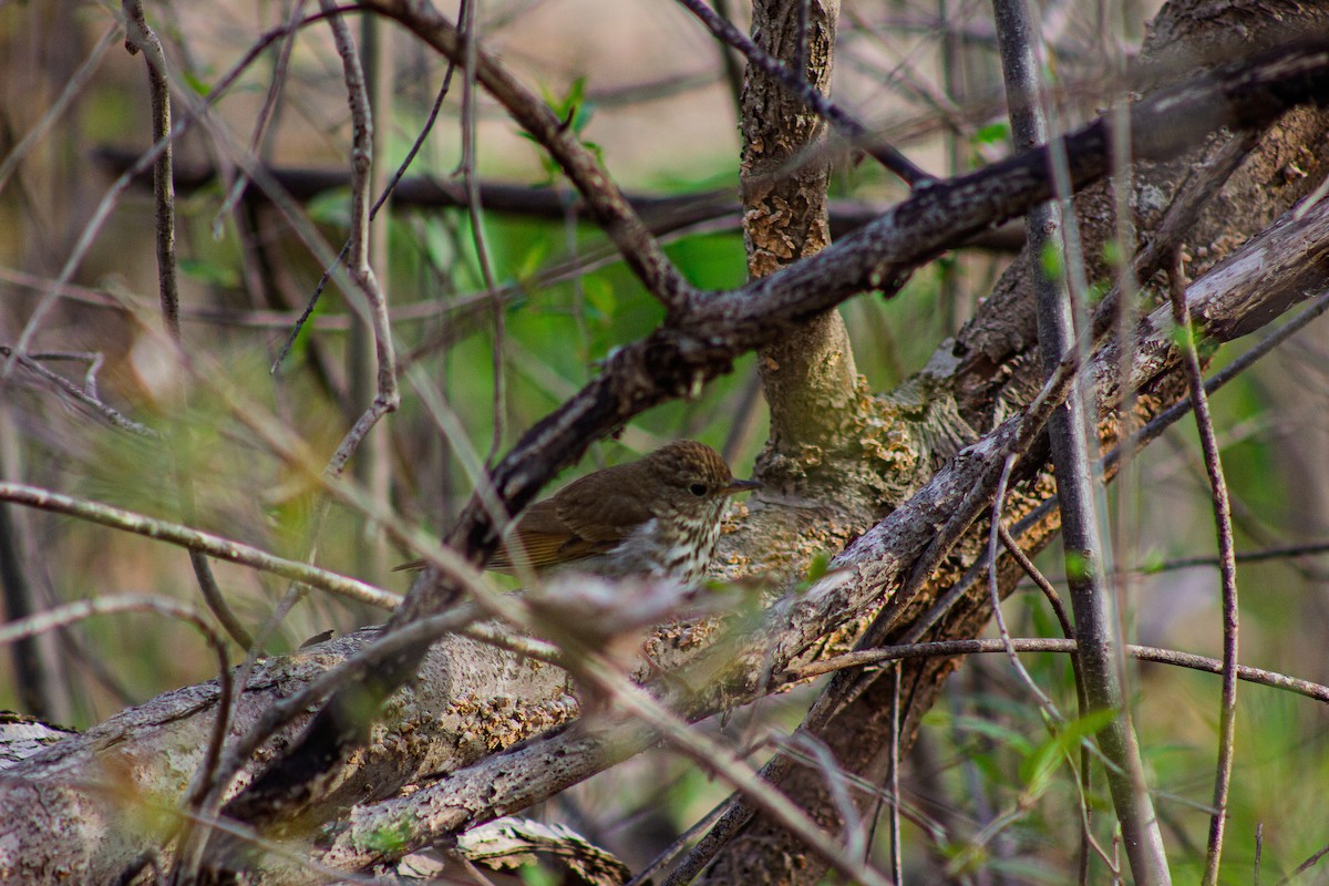 Hermit Thrush - ML634228845