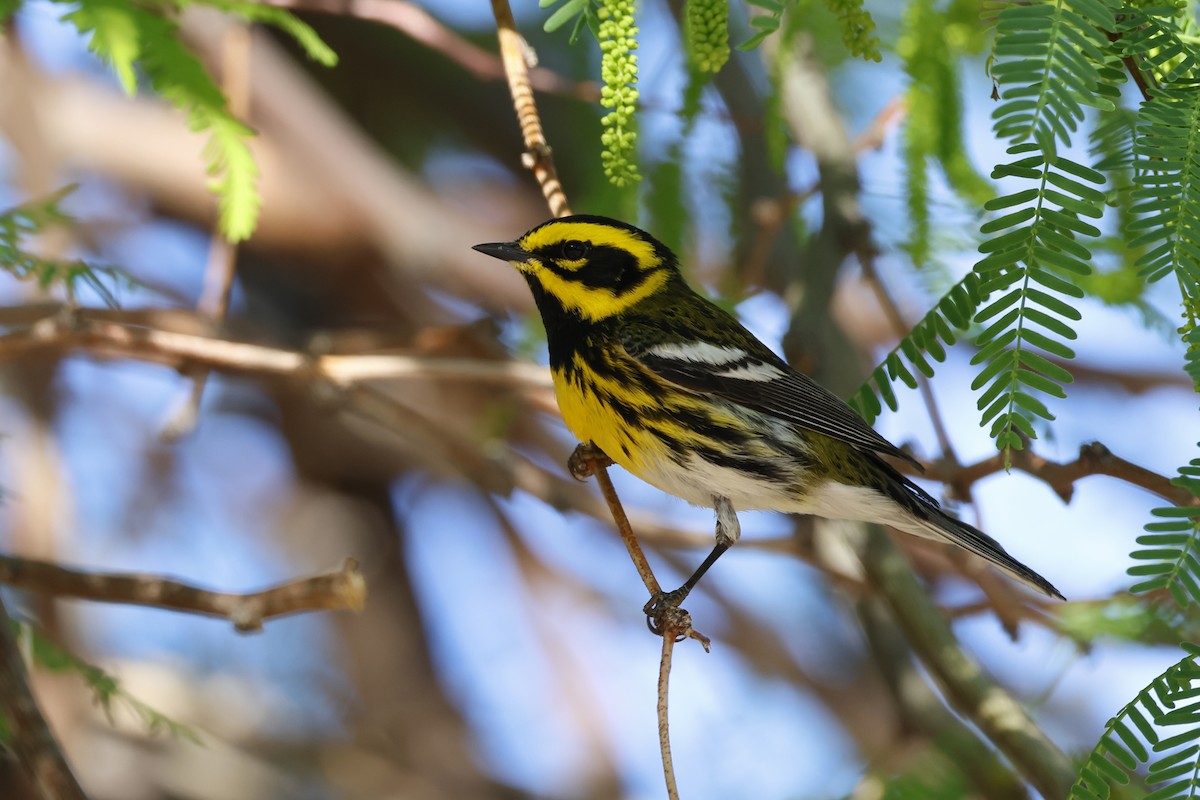 Townsend's Warbler - ML634228899