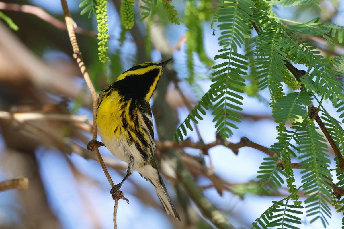 Townsend's Warbler - ML634228900