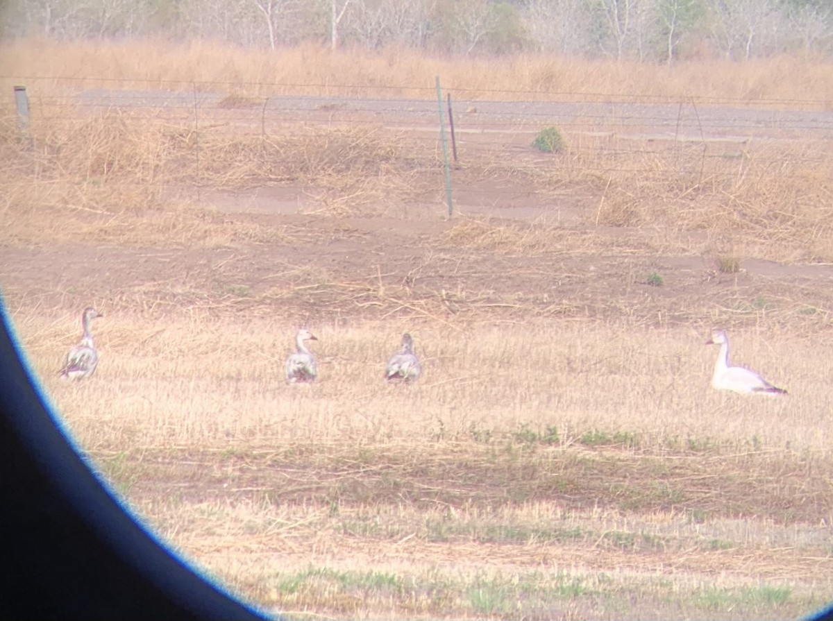 Snow Goose - ML634228910